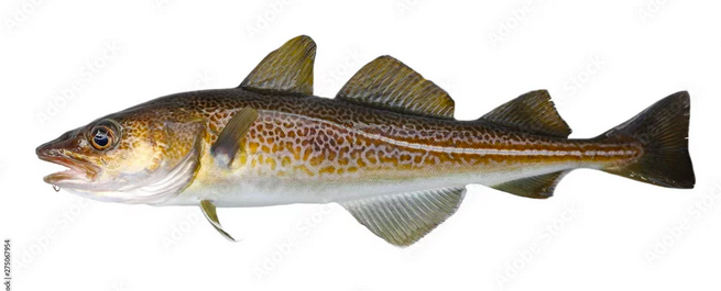 Climate Change & Habitat Sustainability for Atlantic Cod