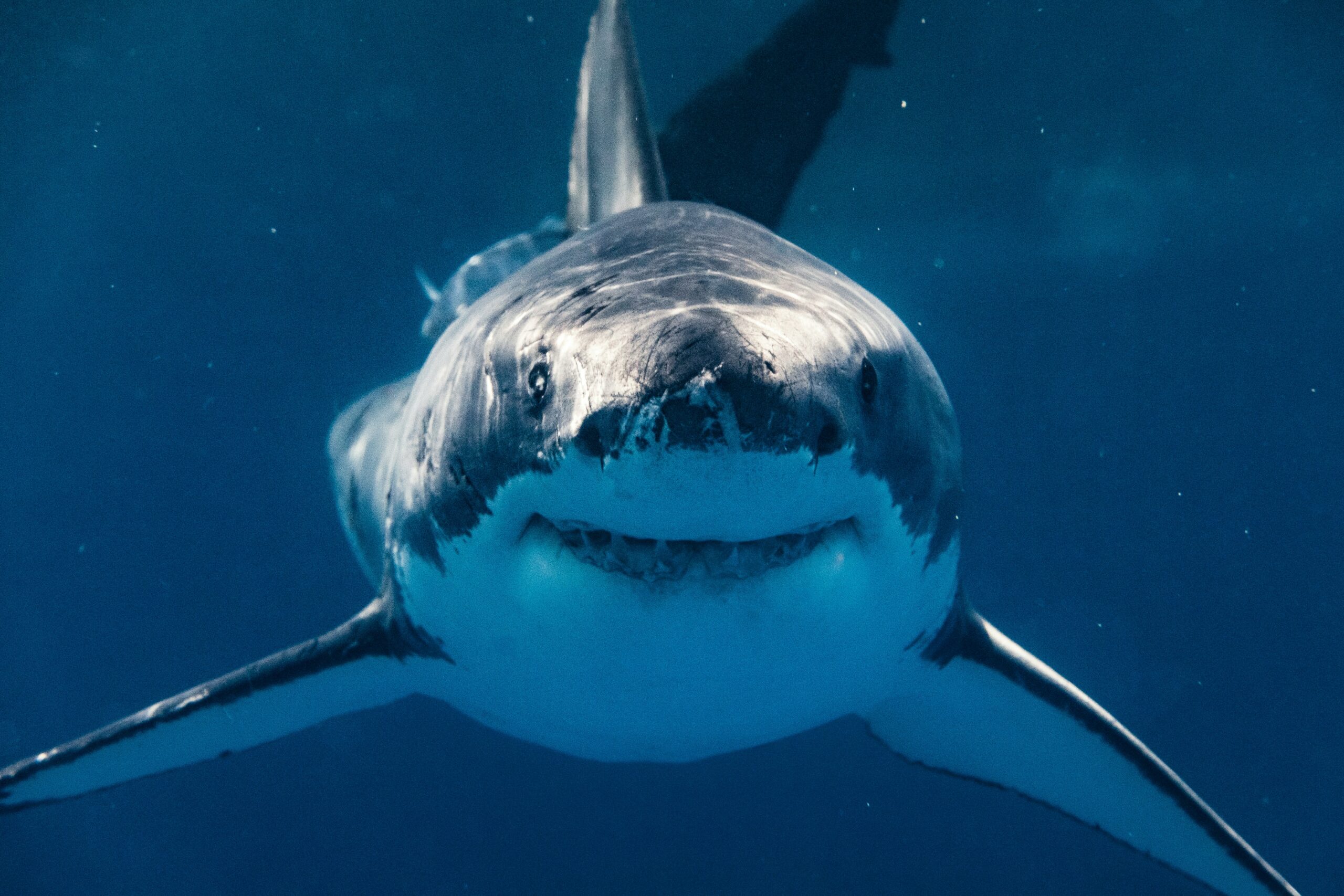 How Climate Change is Bringing More Sharks to Canadian Waters