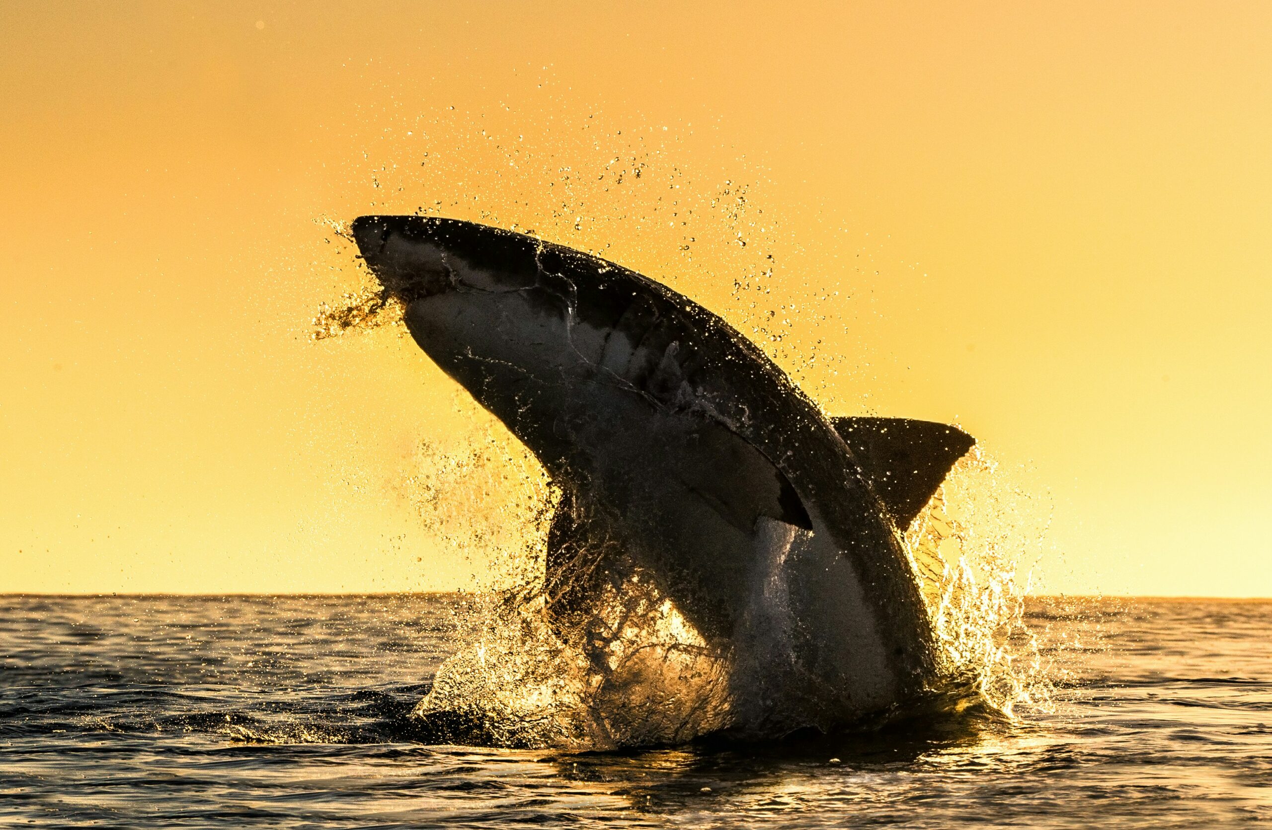 The Impact of Climate Change on North Atlantic Right Whales: A Conservation Crisis