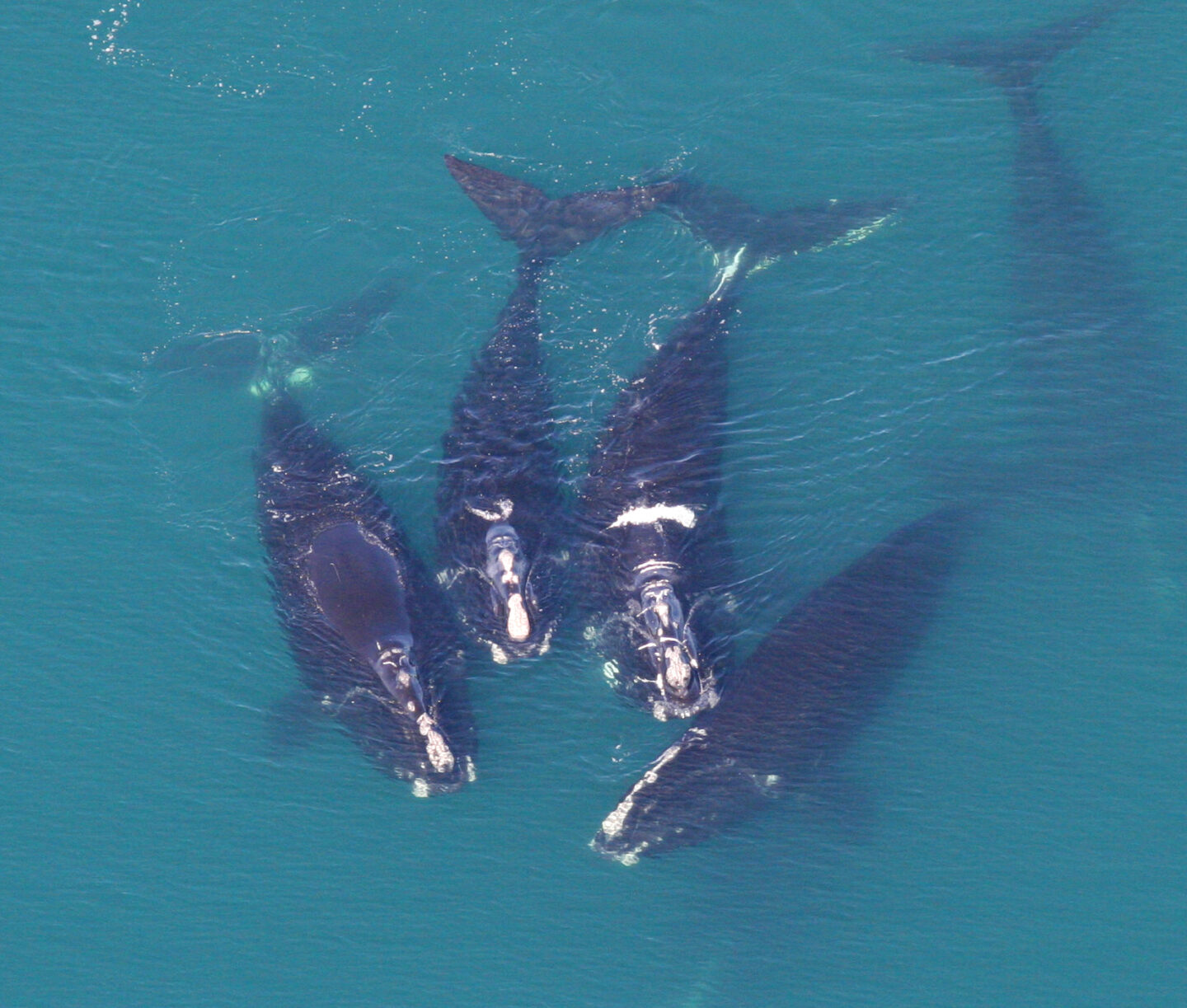 The Impact of Climate Change on North Atlantic Right Whales: A Conservation Crisis