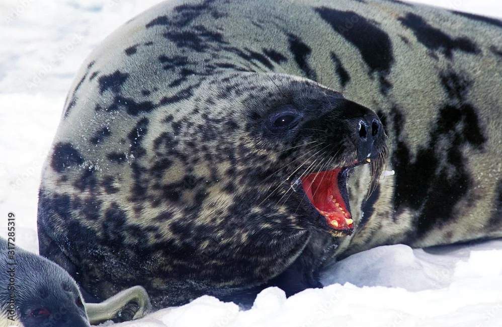 Adapting to a Changing Arctic: How Atlantic Hooded Seals Respond to Global Warming