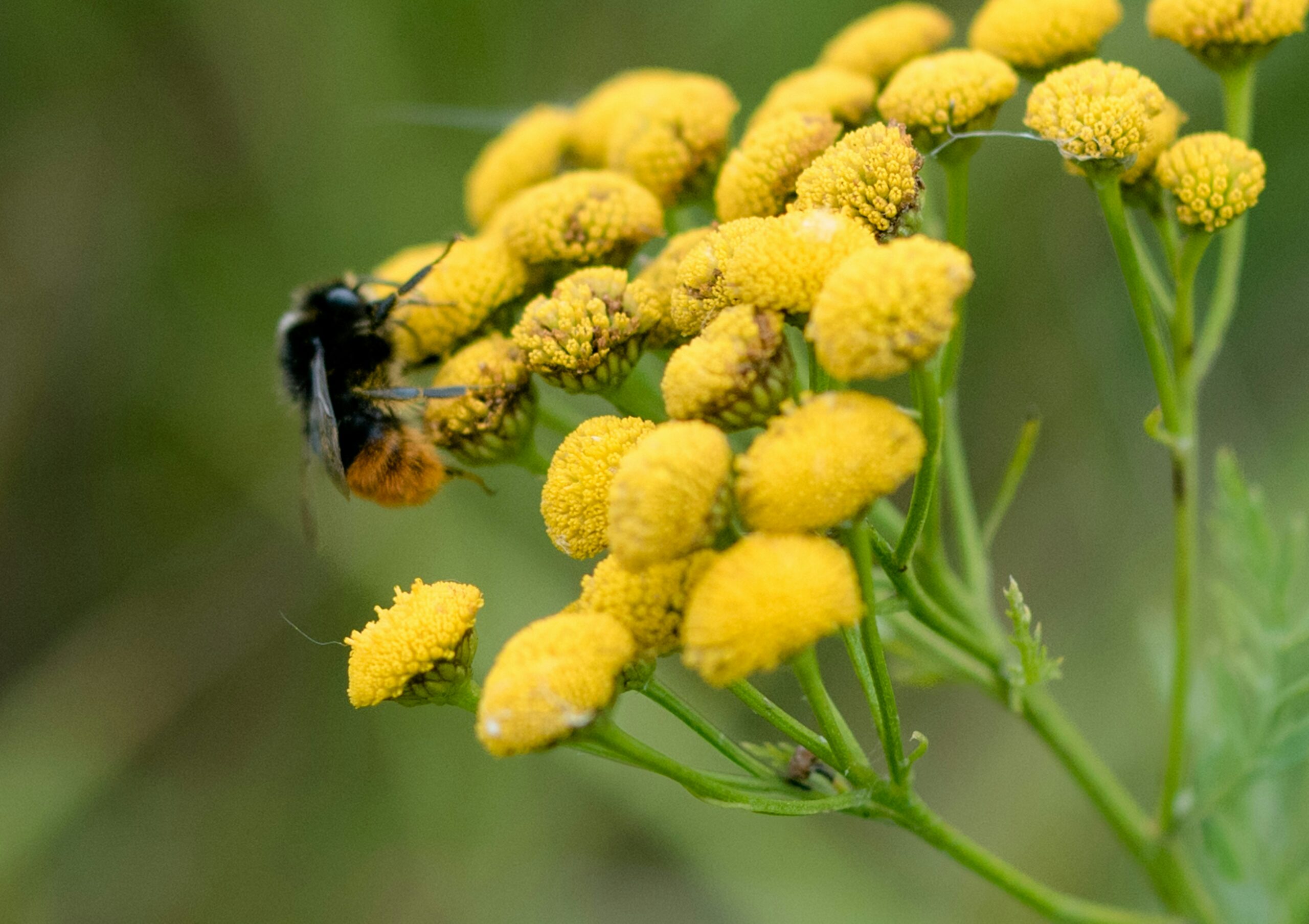 Native Bees: Their Significance and Decline