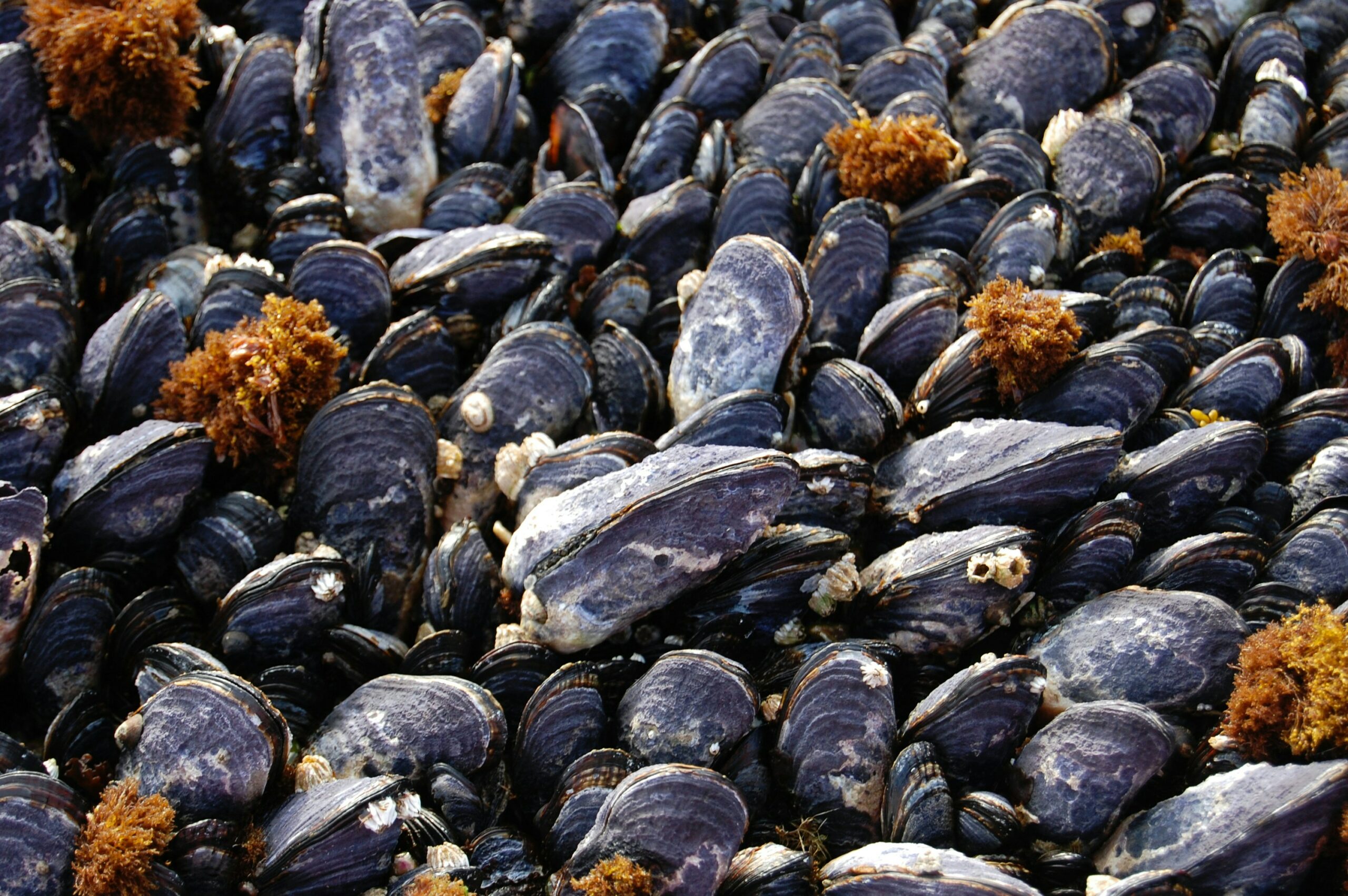 Survival at Sea: The Climate Change Threats Facing Northwest Atlantic Shellfish
