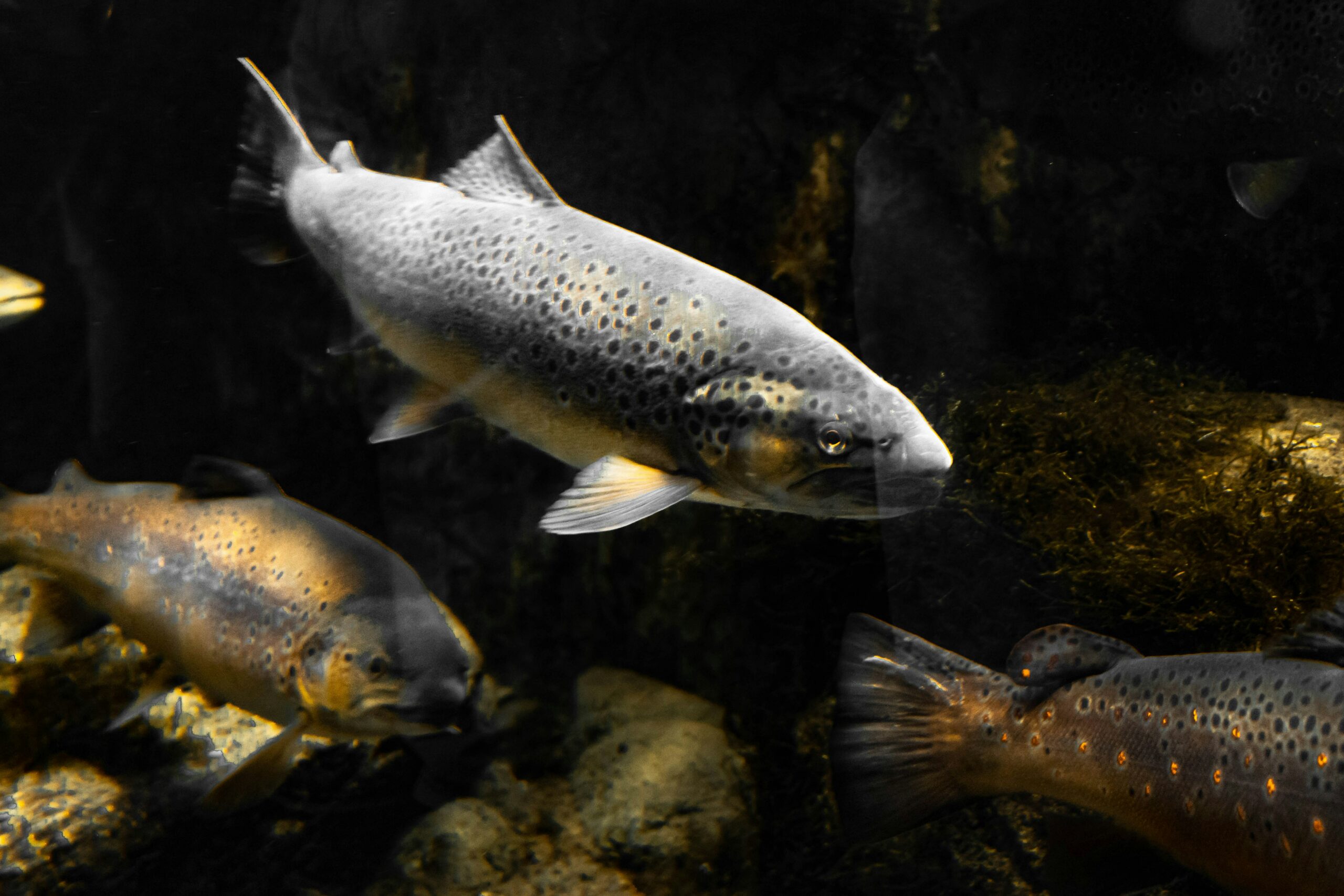  Adapting or Disappearing? Freshwater Fish Under Climate Stress