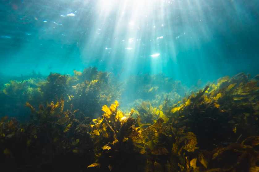 How does Global Warming Impact Species Under the Sea?