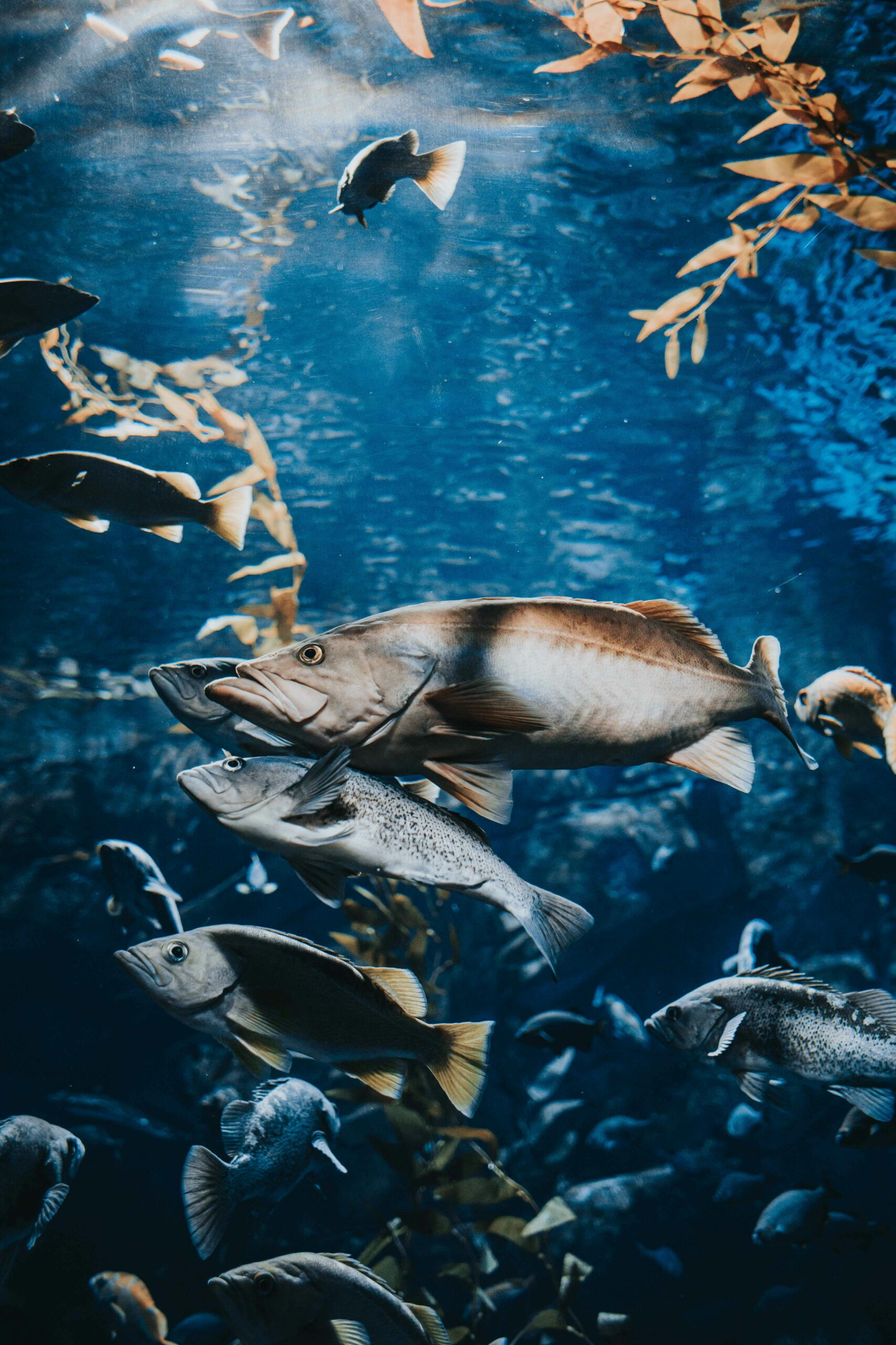 Winter Challenges for Atlantic Salmon in Sea Cages: The Impact of Climate Change