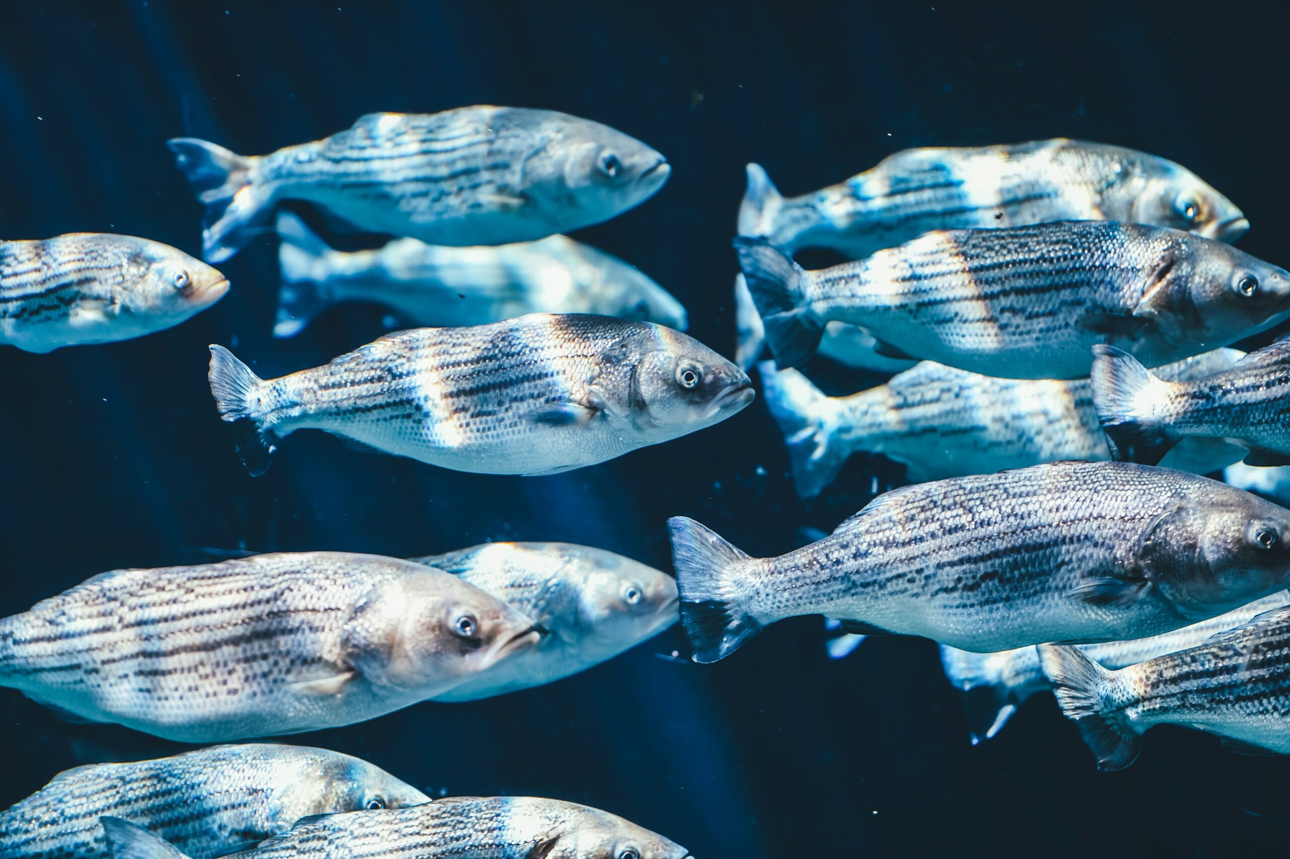 Atlantic Halibut Recovery in a Changing Climate