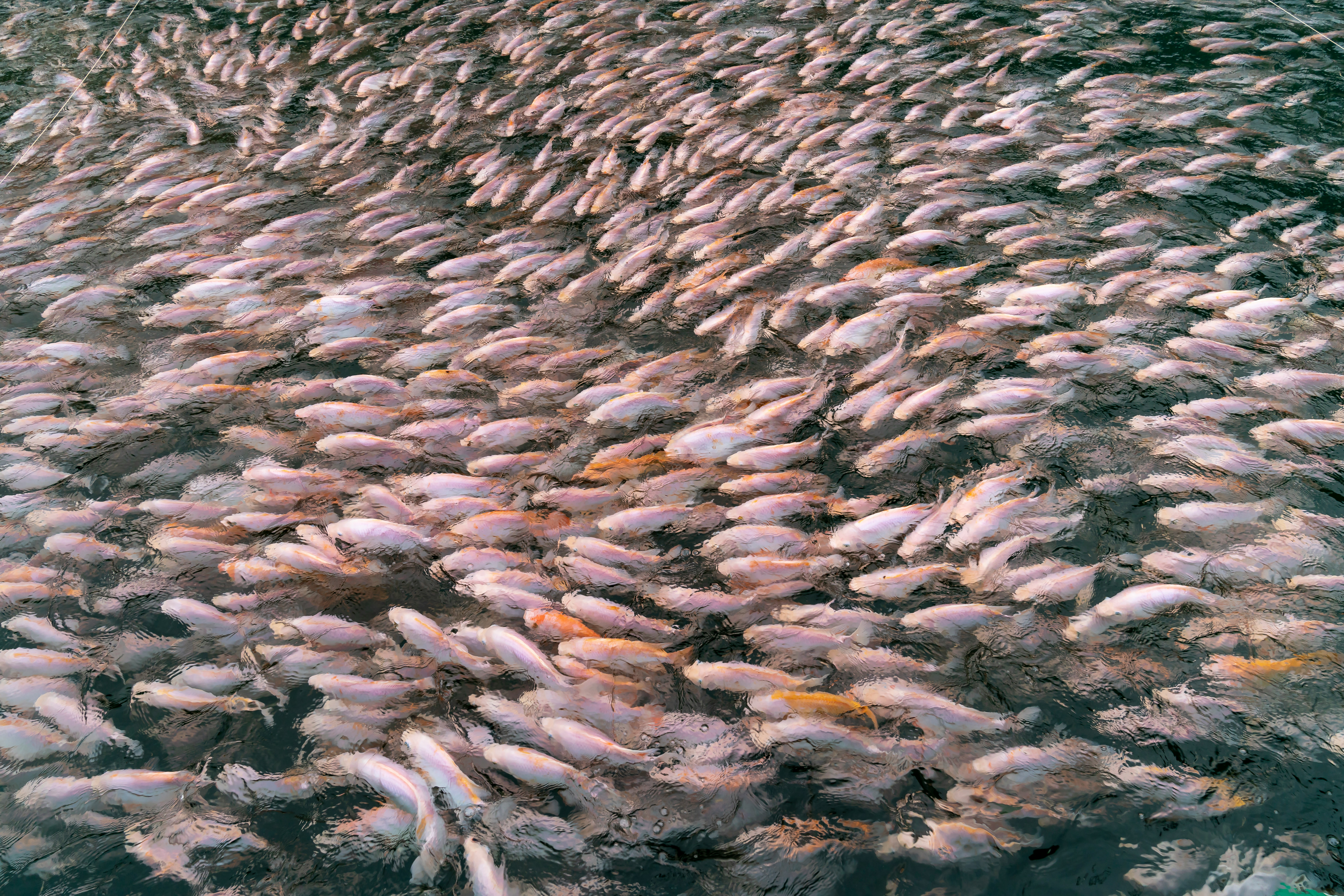 Climate Change Impacting Salmon Migration